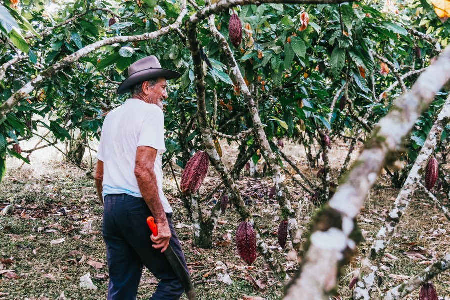 a-la-recherche-du-meilleur-cacao