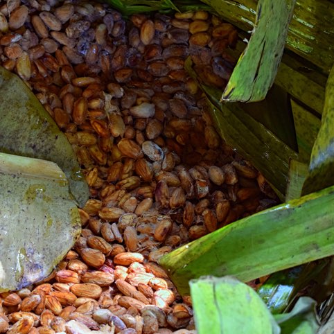 decouvrez-la-qualite-des-ingredients-elah-dufour-novi